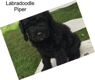 Labradoodle Piper