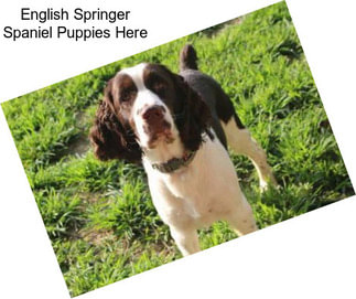 English Springer Spaniel Puppies Here