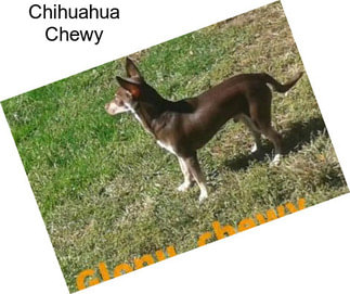 Chihuahua Chewy