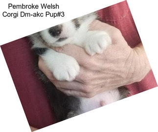Pembroke Welsh Corgi Dm-akc Pup#3