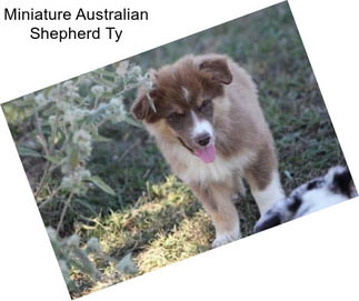 Miniature Australian Shepherd Ty