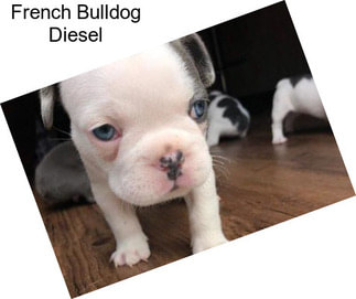 French Bulldog Diesel