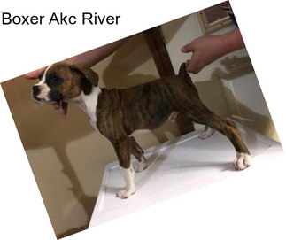 Boxer Akc River