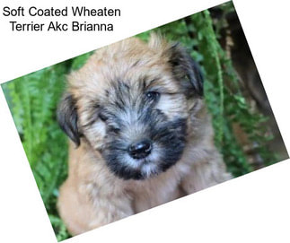 Soft Coated Wheaten Terrier Akc Brianna