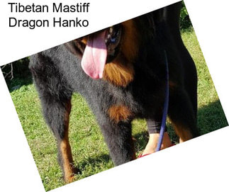 Tibetan Mastiff Dragon Hanko