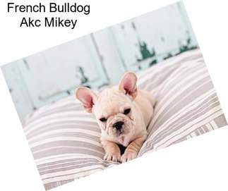 French Bulldog Akc Mikey