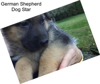 German Shepherd Dog Star