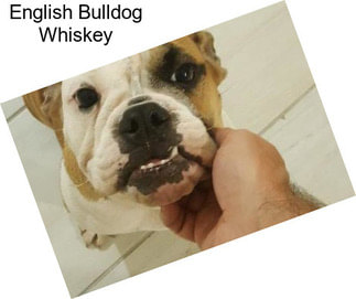 English Bulldog Whiskey