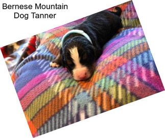 Bernese Mountain Dog Tanner