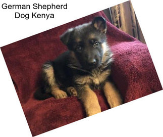 German Shepherd Dog Kenya