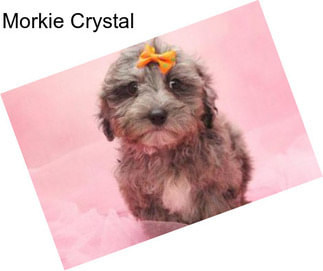 Morkie Crystal