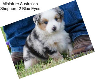 Miniature Australian Shepherd 2 Blue Eyes