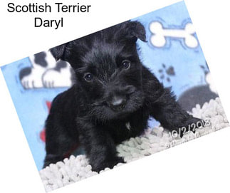 Scottish Terrier Daryl