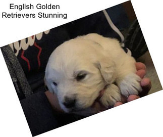 English Golden Retrievers Stunning