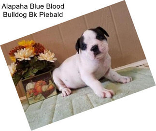 Alapaha Blue Blood Bulldog Bk Piebald