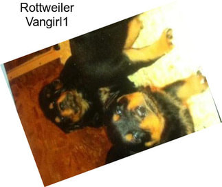 Rottweiler Vangirl1