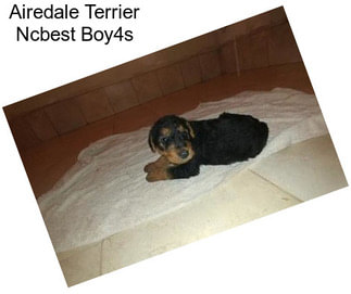 Airedale Terrier Ncbest Boy4s