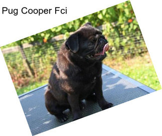 Pug Cooper Fci