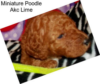Miniature Poodle Akc Lime