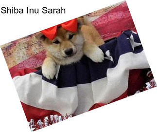 Shiba Inu Sarah
