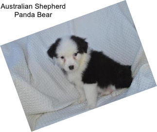 Australian Shepherd Panda Bear