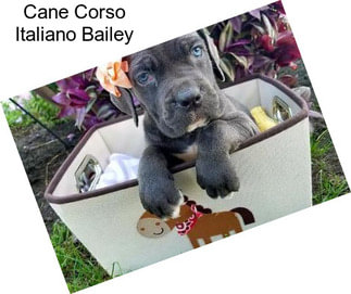 Cane Corso Italiano Bailey