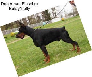 Doberman Pinscher Eutay*holly