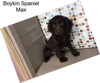 Boykin Spaniel Max