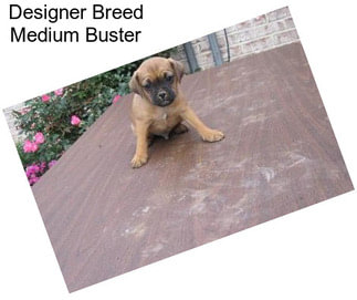 Designer Breed Medium Buster