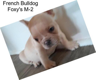 French Bulldog Foxy\'s M-2