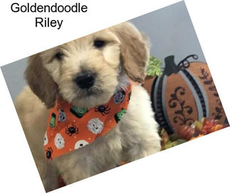 Goldendoodle Riley