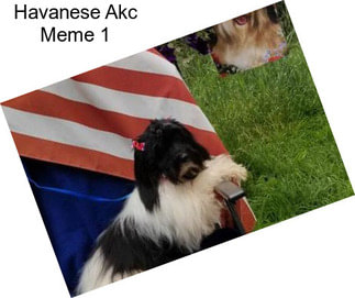 Havanese Akc Meme 1