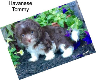 Havanese Tommy