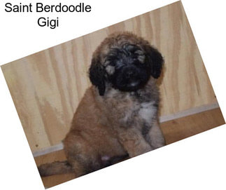 Saint Berdoodle Gigi