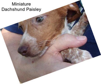 Miniature Dachshund Paisley