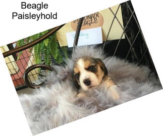 Beagle Paisleyhold