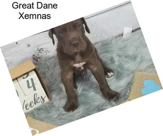 Great Dane Xemnas