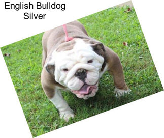 English Bulldog Silver