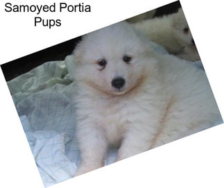 Samoyed Portia Pups