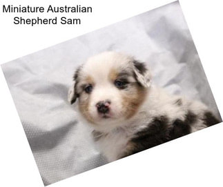 Miniature Australian Shepherd Sam