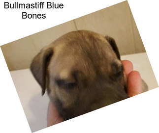 Bullmastiff Blue Bones