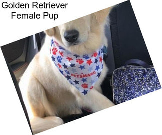 Golden Retriever Female Pup