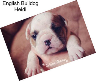 English Bulldog Heidi