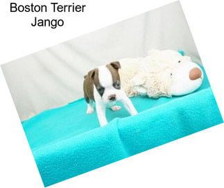 Boston Terrier Jango