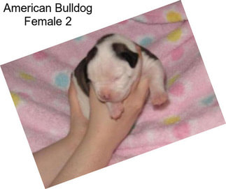 American Bulldog Female 2