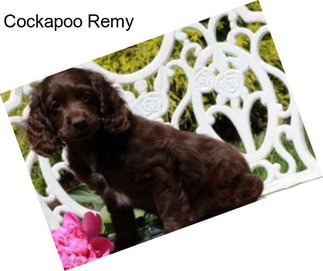 Cockapoo Remy