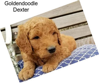 Goldendoodle Dexter