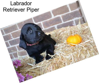 Labrador Retriever Piper