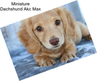 Miniature Dachshund Akc Max