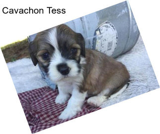 Cavachon Tess